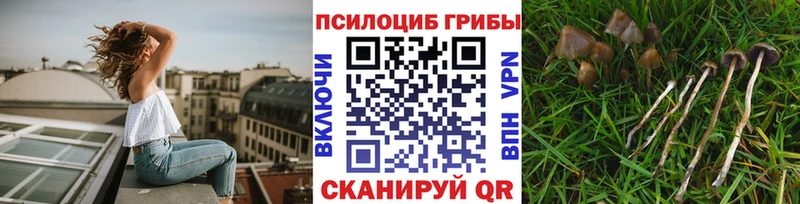 Галлюциногенные грибы Cubensis  Невинномысск 